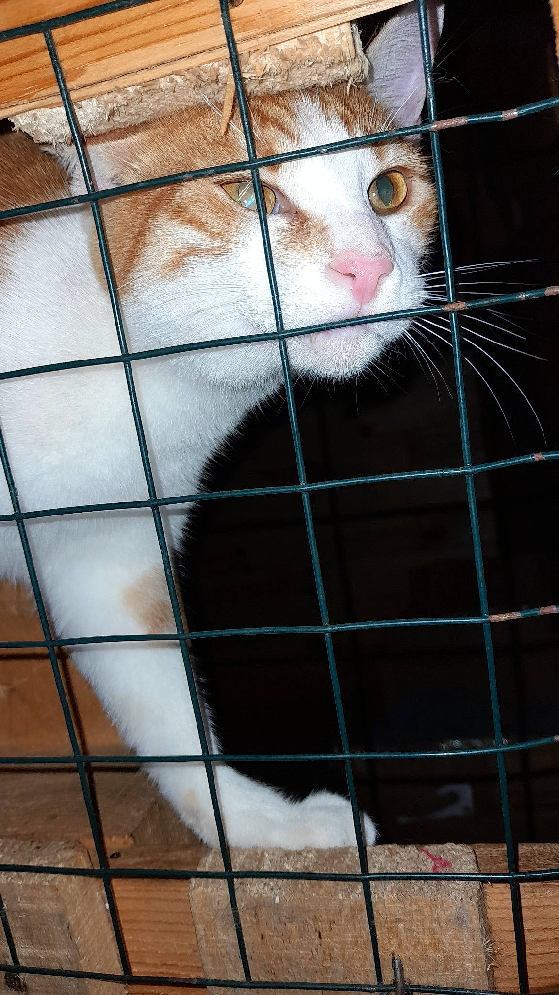 Tig participe au concours pour gagner de l'argent avec cette photo : animal_shelter, cage, carnivore, cat, domestic_short_haired_cat, felidae, fence, fur, kennel, line, mammal, mesh, paw, pet_supply, service, small_to_medium_sized_cats, snout, tail, terrestrial_animal, whiskers