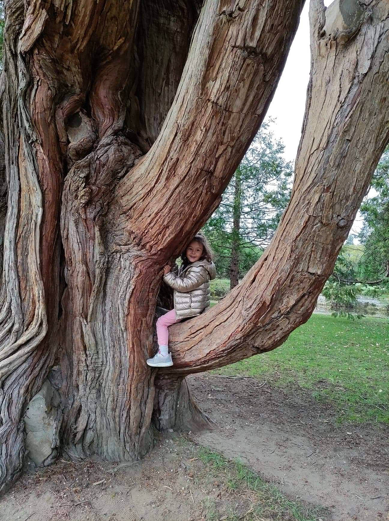 Sophia participe au concours pour gagner de l'argent avec cette photo : forest, grass, grove, joy, landscape, natural_material, old_growth_forest, people_in_nature, person, plant, plant_stem, sky, terrestrial_plant, tints_and_shades, tree, trunk, wood, woodland