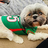 Coco joined the competition — help win amazing prizes! animal, blanket, carpet, companion, cozy, cute, dog, fluffy, fur, green, hand, indoor, jersey, looking_up, pet, red, remote_control, resting, small_dog, white_fur