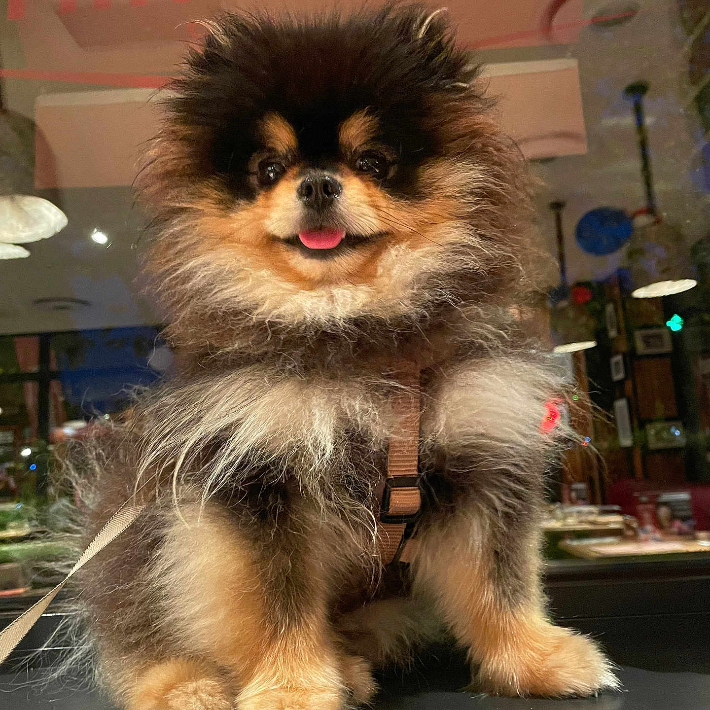 Maurice participe au concours pour gagner de l'argent avec cette photo : accessories, affenpinscher, animal, bodypart, canine, chow, cockerspaniel, collie, dog, husky, leash, mouth, papillon, person, pet, poodle, puppy, sphere, strap, terrier