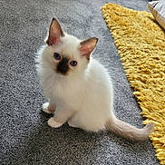 Smudge joined the competition — help win amazing prizes! kitten, cat, blue_eyes, fluffy, white_fur, dark_markings, carpet, yellow_rug, indoor, pet, cute, small, sitting, curious, animal, feline, young, domestic, soft, adorable