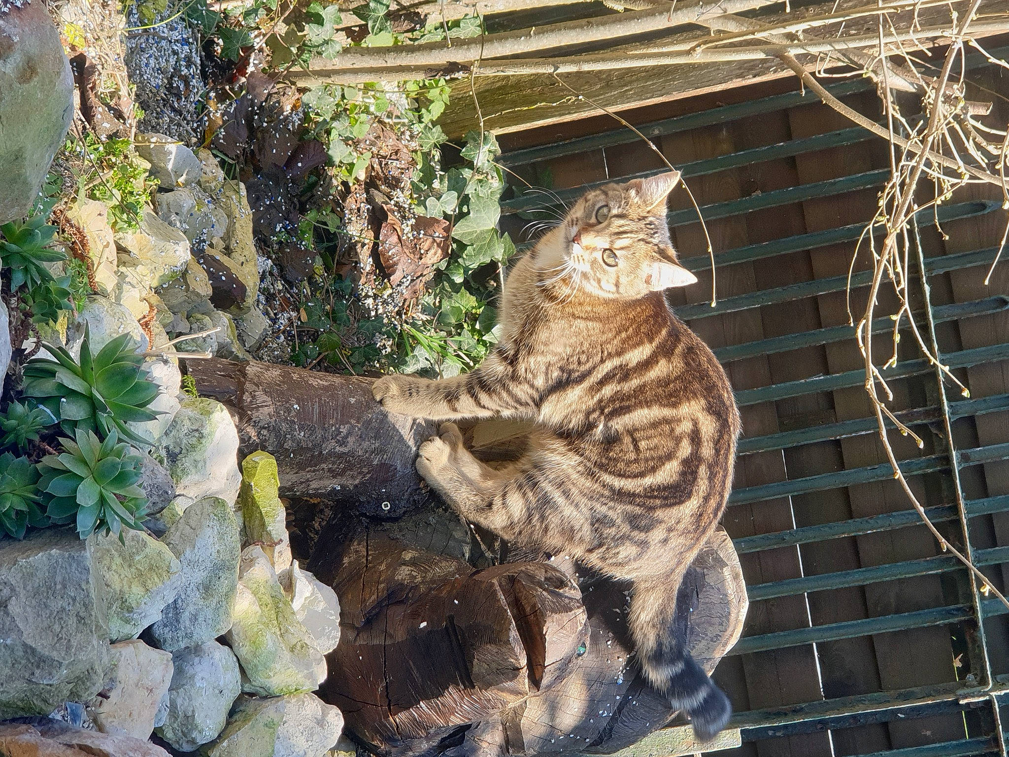 Smock a rejoint le concours — aidez-le/la à gagner de superbes lots ! art, botany, brick, carnivore, facade, fawn, felidae, gargoyle, mesh, plant, sculpture, small_to_medium_sized_cats, tail, terrestrial_animal, trunk, twig, wall, whiskers, window, wood