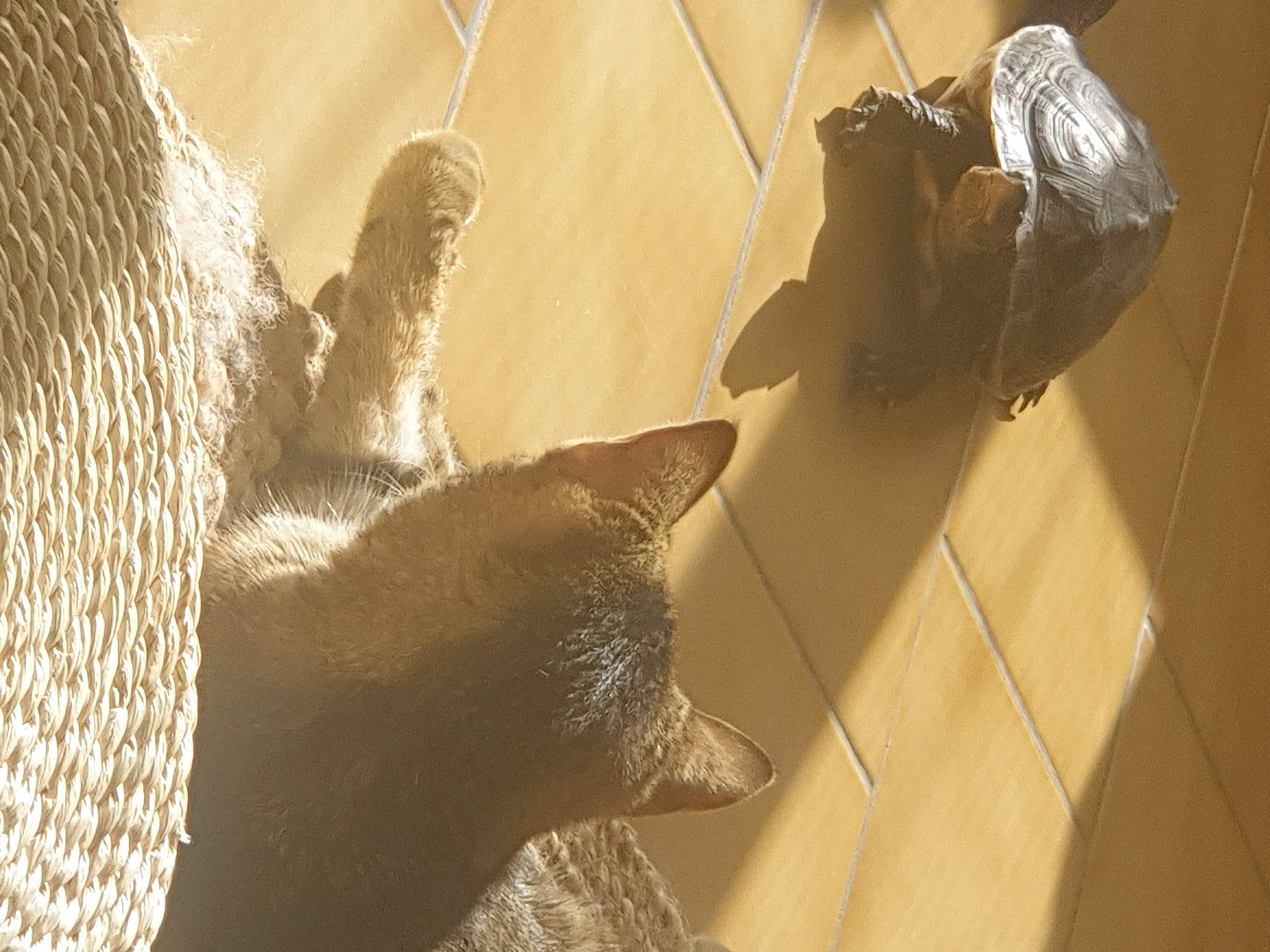 Smock participe au concours pour gagner de l'argent avec cette photo : art, brown, carnivore, cat, domestic_short_haired_cat, fawn, felidae, flooring, fur, metal, room, sculpture, shadow, small_to_medium_sized_cats, snout, tail, terrestrial_animal, tints_and_shades, whiskers, wood