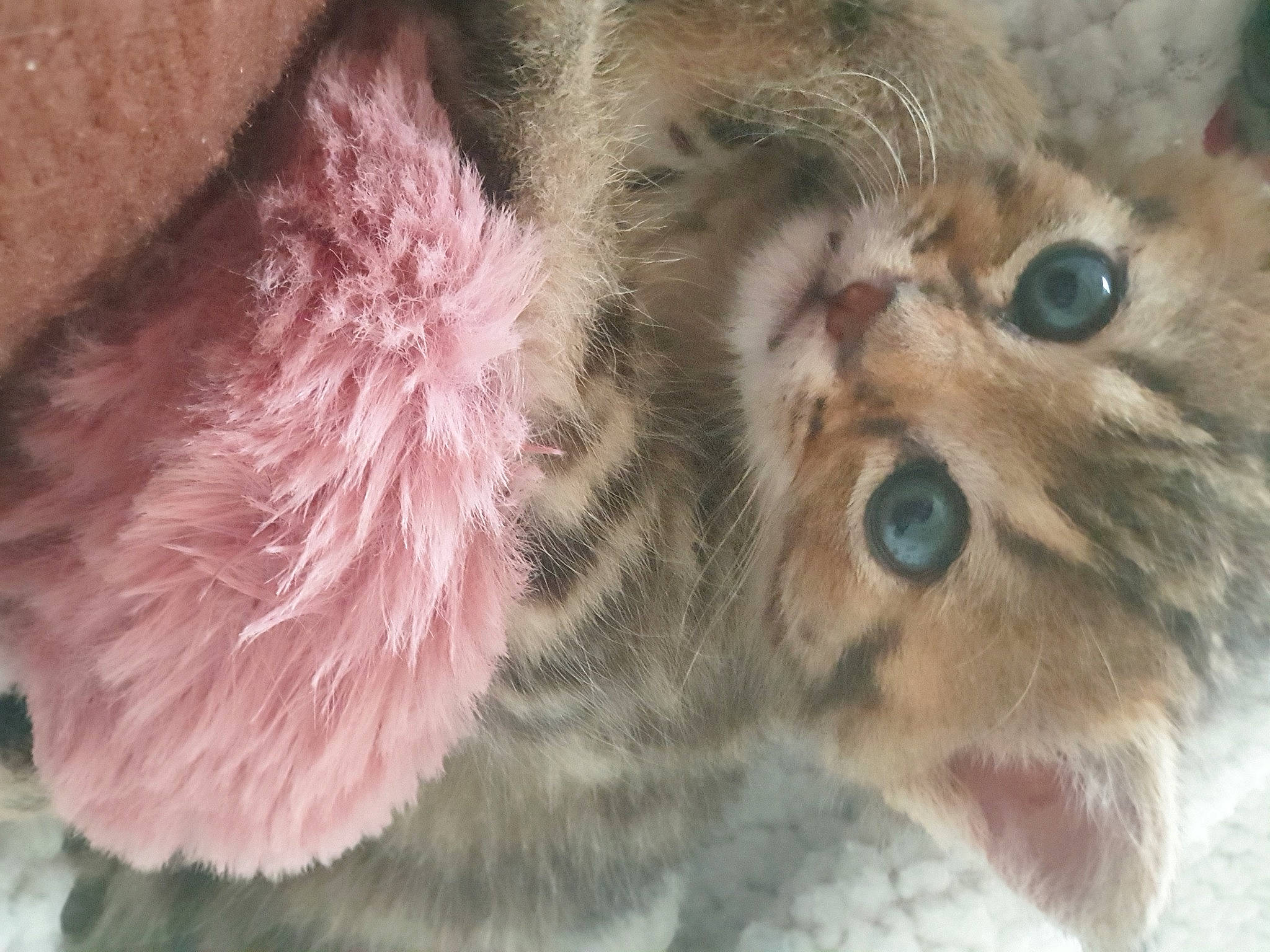 Smock participe au concours pour gagner de l'argent avec cette photo : arthropod, british_longhair, canidae, carnivore, cat, claw, close_up, domestic_short_haired_cat, fawn, felidae, fur, paw, small_to_medium_sized_cats, snout, tail, terrestrial_animal, whiskers, wildlife, window