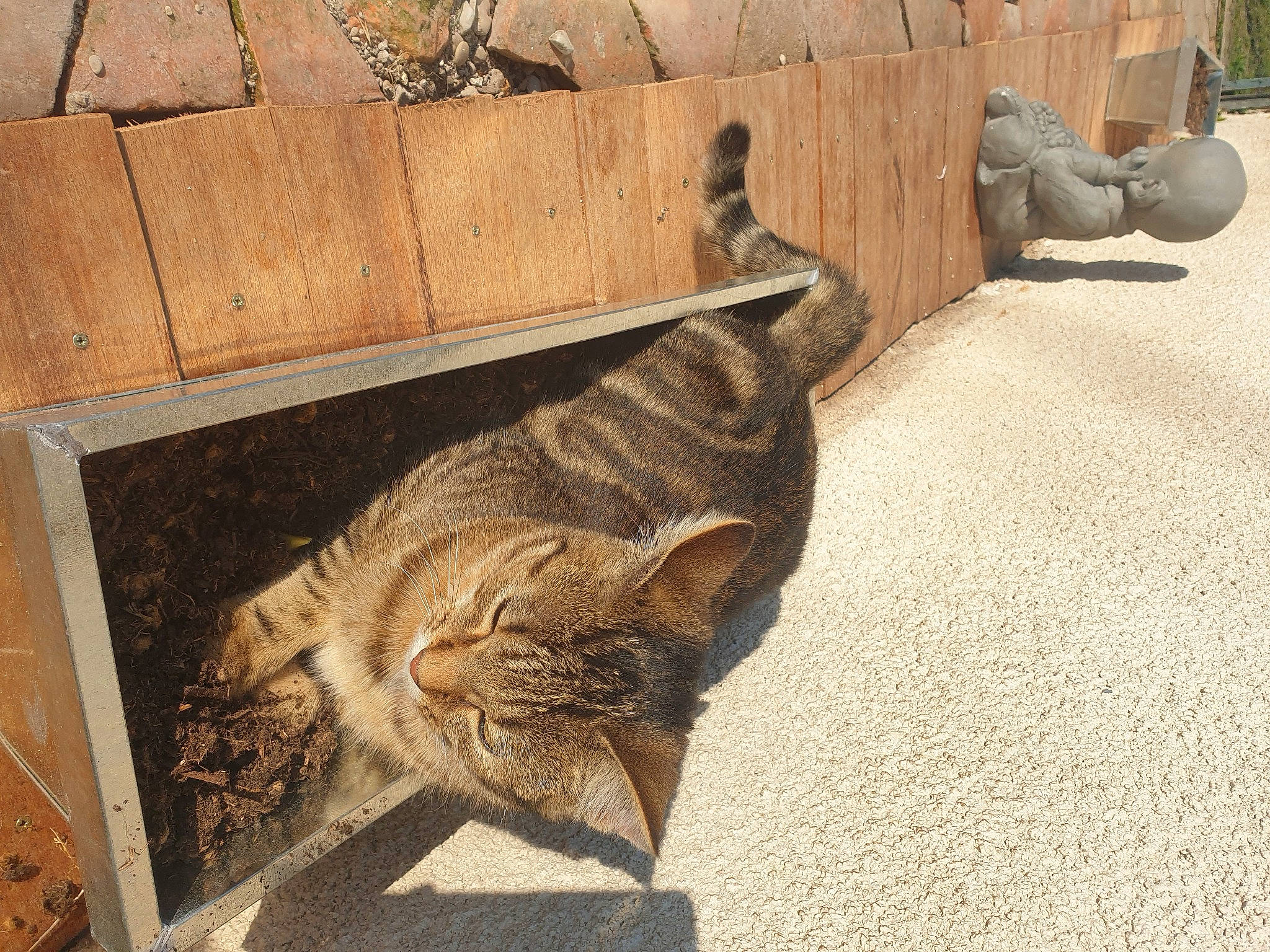 Smock a rejoint le concours — aidez-le/la à gagner de superbes lots ! brick, carnivore, cat, domestic_short_haired_cat, fawn, felidae, floor, flooring, fur, grass, hardwood, mammal, road_surface, small_to_medium_sized_cats, snout, tail, terrestrial_animal, vertebrate, whiskers, wood