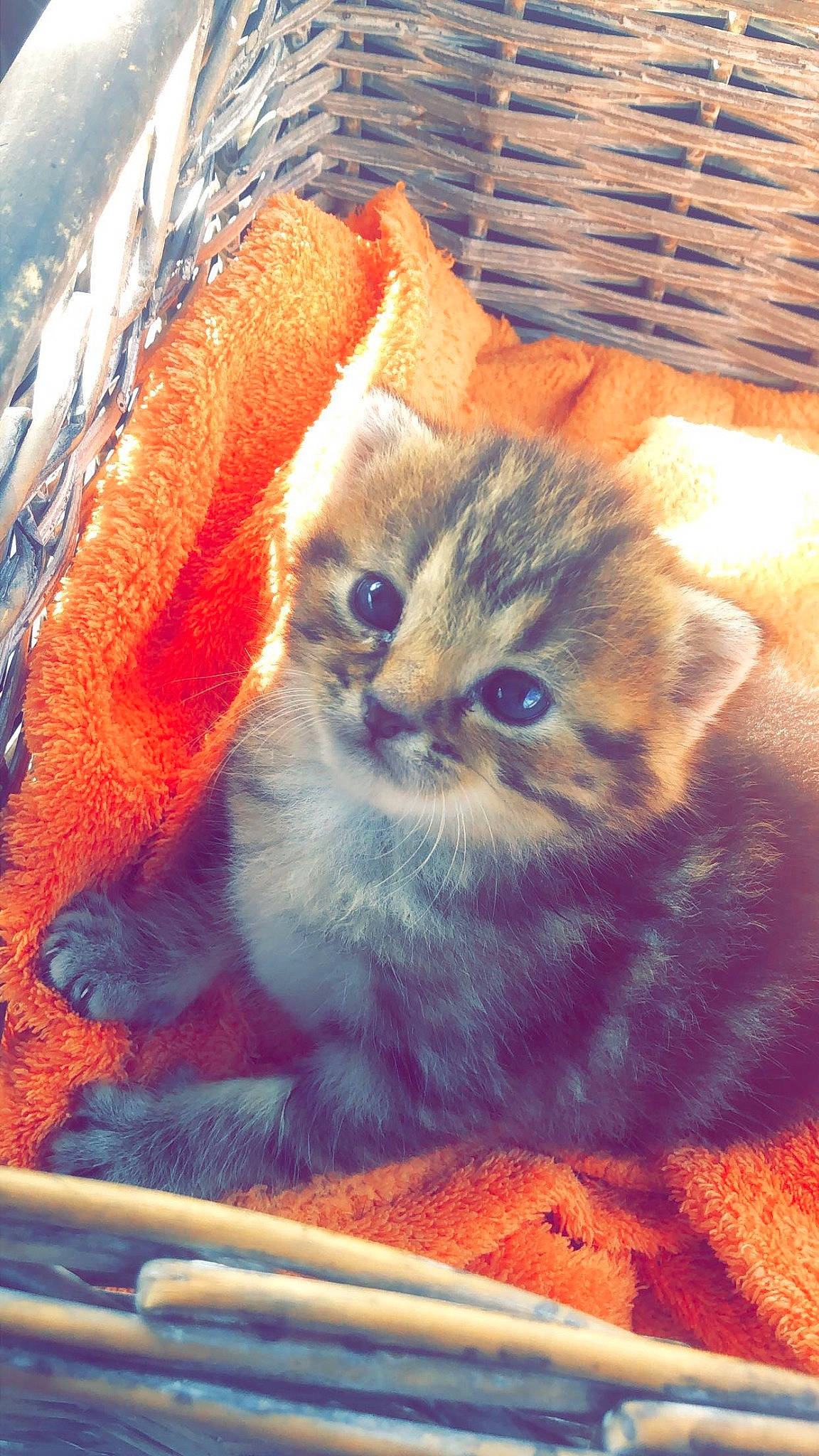 Smock participe au concours pour gagner de l'argent avec cette photo : box, carnivore, cat, cat_supply, claw, comfort, domestic_short_haired_cat, electric_blue, fawn, felidae, fur, iris, orange, paw, photo_caption, small_to_medium_sized_cats, snout, tail, whiskers, window