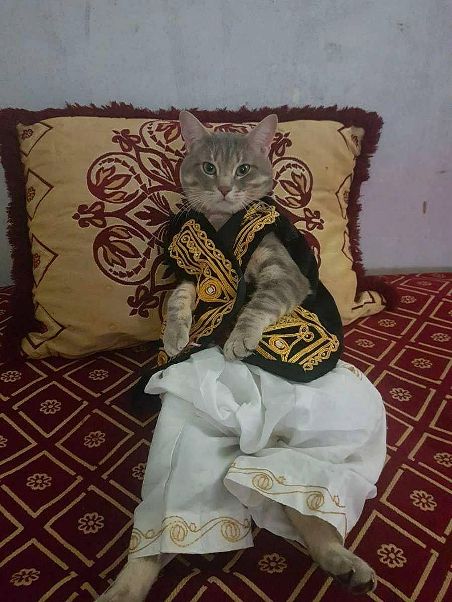 Lucci a rejoint le concours — aidez-le/la à gagner de superbes lots ! art, bag, costume, costume_design, fashion_accessory, felidae, fictional_character, font, fur, illustration, linens, outerwear, pattern, room, small_to_medium_sized_cats, textile, throw_pillow, toy, visual_arts, whiskers