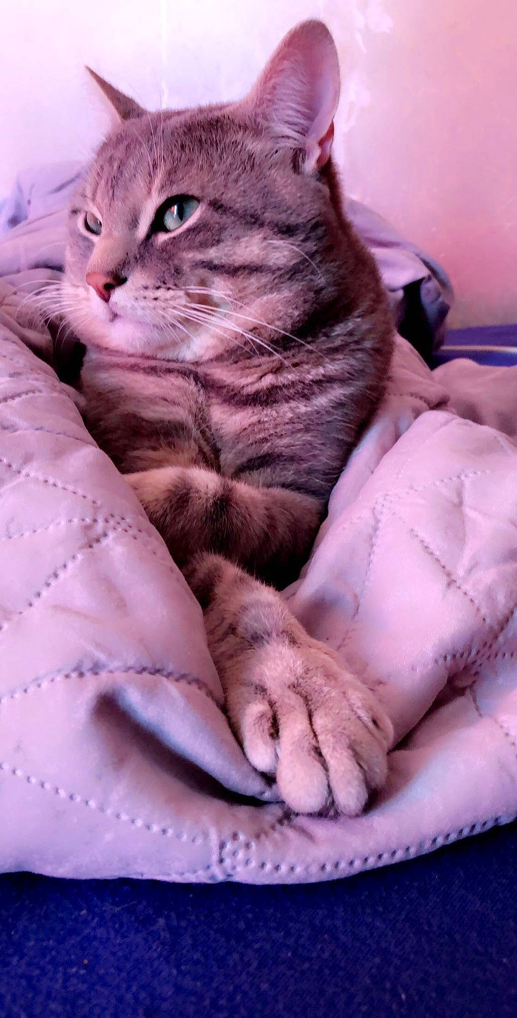 Lucci participe au concours pour gagner de l'argent avec cette photo : bed, bedding, carnivore, cat, claw, comfort, domestic_short_haired_cat, felidae, fur, grey, linens, magenta, nap, paw, pink, sitting, small_to_medium_sized_cats, tail, whiskers, window