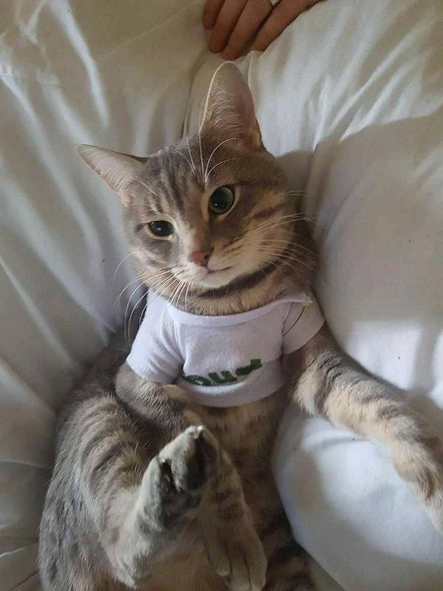 Lucci participe au concours pour gagner de l'argent avec cette photo : carnivore, cat, cat_furniture, cat_supply, claw, comfort, domestic_short_haired_cat, fawn, felidae, fur, gesture, paw, pet_supply, photo_caption, small_to_medium_sized_cats, snout, tail, whiskers