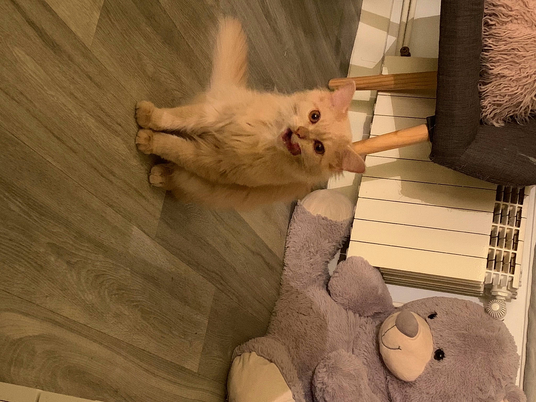 Loun a rejoint le concours — aidez-le/la à gagner de superbes lots ! carnivore, cat, claw, comfort, domestic_short_haired_cat, fawn, felidae, floor, flooring, fur, gesture, hardwood, paw, room, small_to_medium_sized_cats, tail, toy, whiskers, white, wood