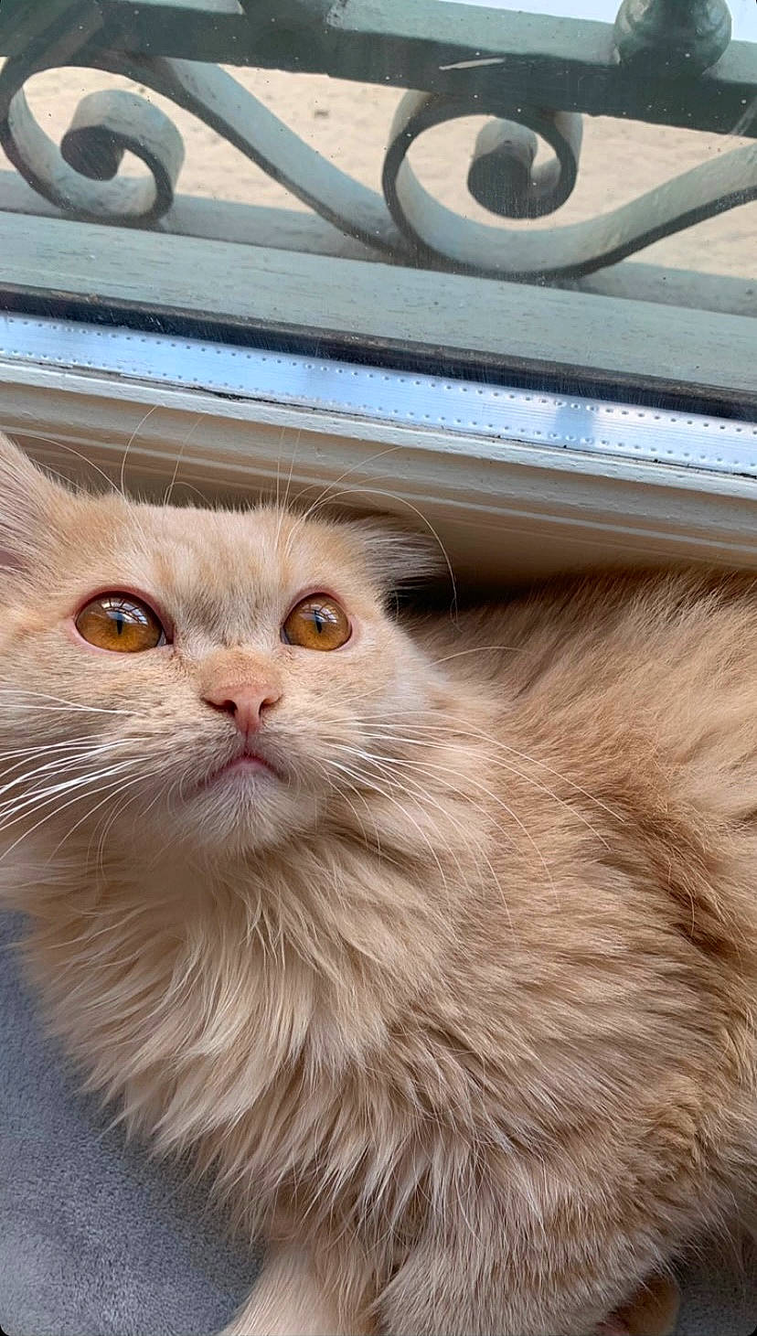 Loun a rejoint le concours — aidez-le/la à gagner de superbes lots ! british_longhair, carnivore, cat, fawn, felidae, fur, metal, small_to_medium_sized_cats, snout, terrestrial_animal, whiskers, window, wood