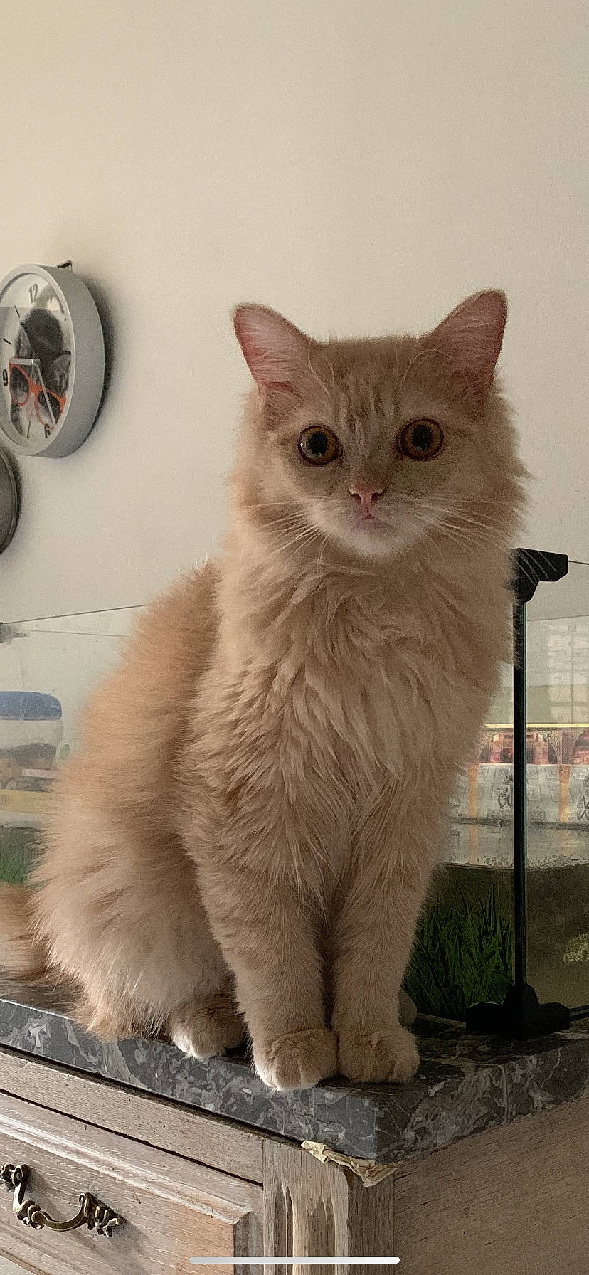 Loun a rejoint le concours — aidez-le/la à gagner de superbes lots ! british_longhair, carnivore, cat, claw, clock, fawn, felidae, fur, gas, home_accessories, paw, plant, small_to_medium_sized_cats, snout, tail, terrestrial_animal, whiskers, window