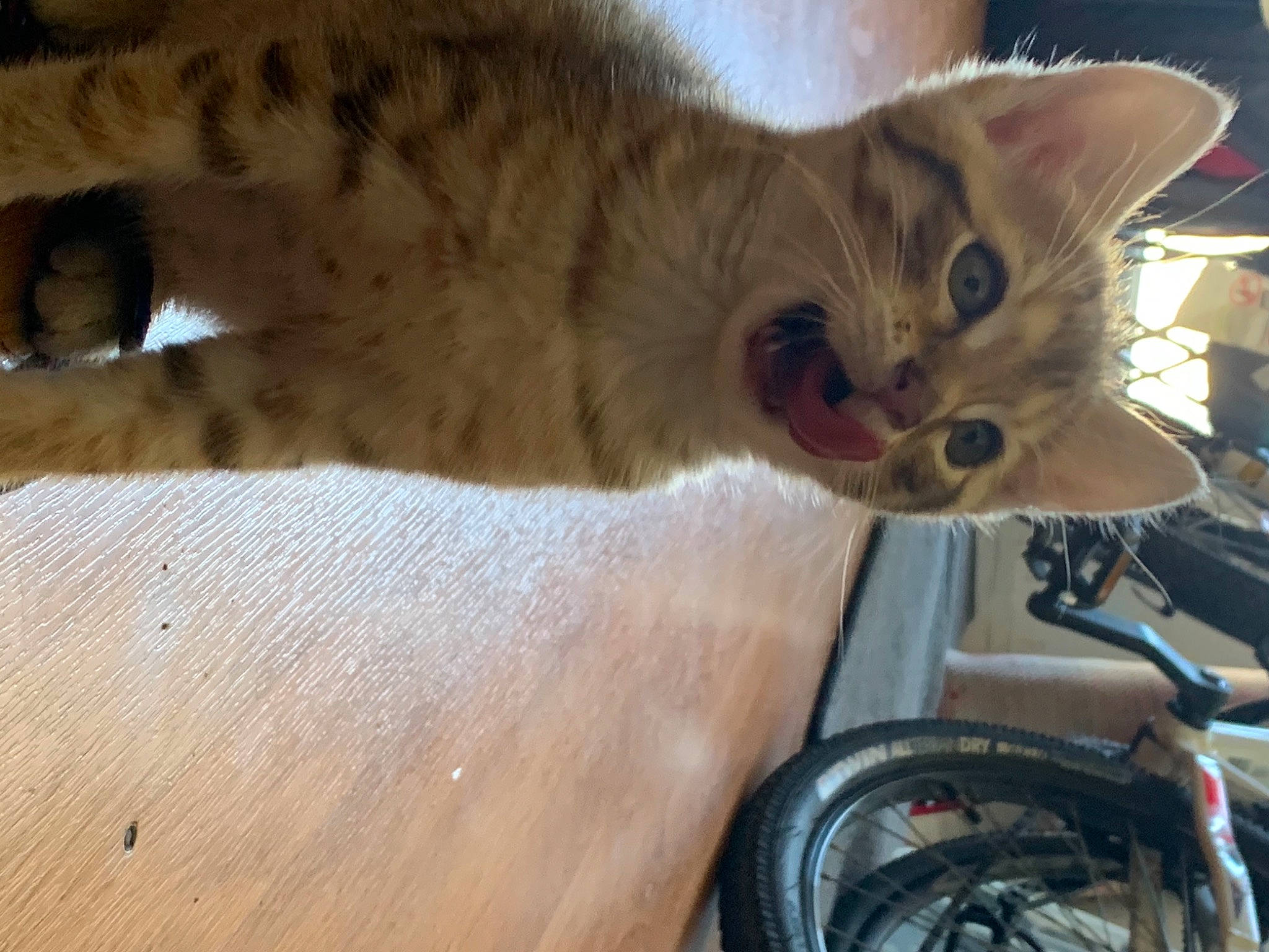 Nami a rejoint le concours — aidez-le/la à gagner de superbes lots ! automotive_tire, bicycle, bicycle_handlebar, bicycle_tire, bicycle_wheel, bicycle_wheel_rim, bicycles_equipment_and_supplies, carnivore, cat, fawn, felidae, fender, motor_vehicle, small_to_medium_sized_cats, snout, tire, vehicle, wheel, whiskers, wood