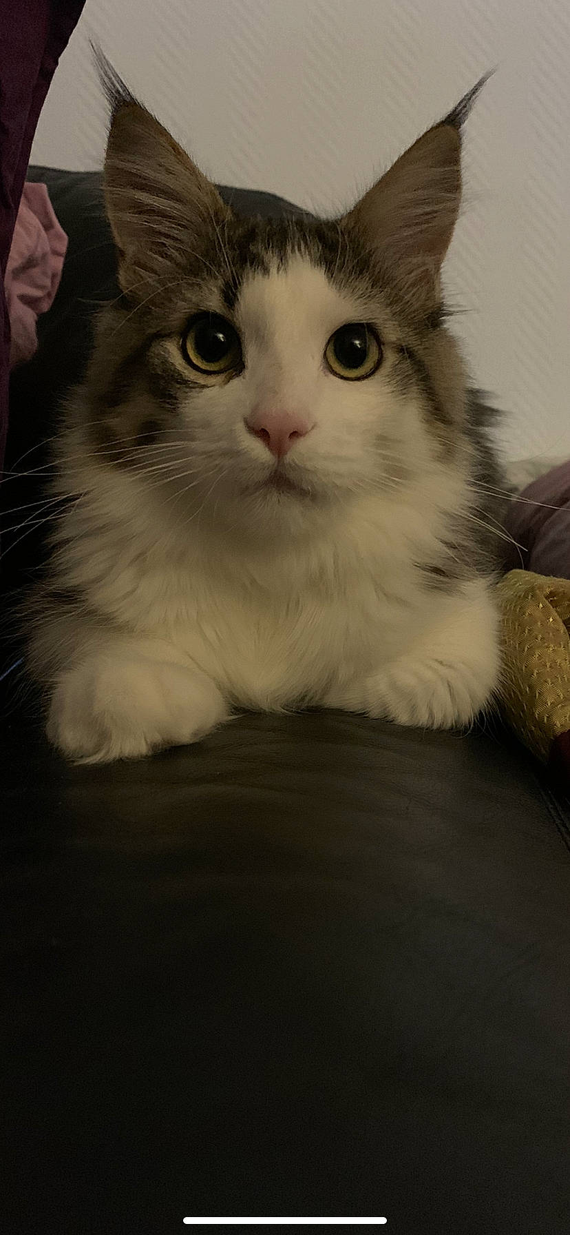 Oden participe au concours pour gagner de l'argent avec cette photo : box, carnivore, cat, claw, comfort, domestic_short_haired_cat, ear, eye, felidae, foot, fur, iris, paw, sitting, small_to_medium_sized_cats, snout, tail, whiskers, window