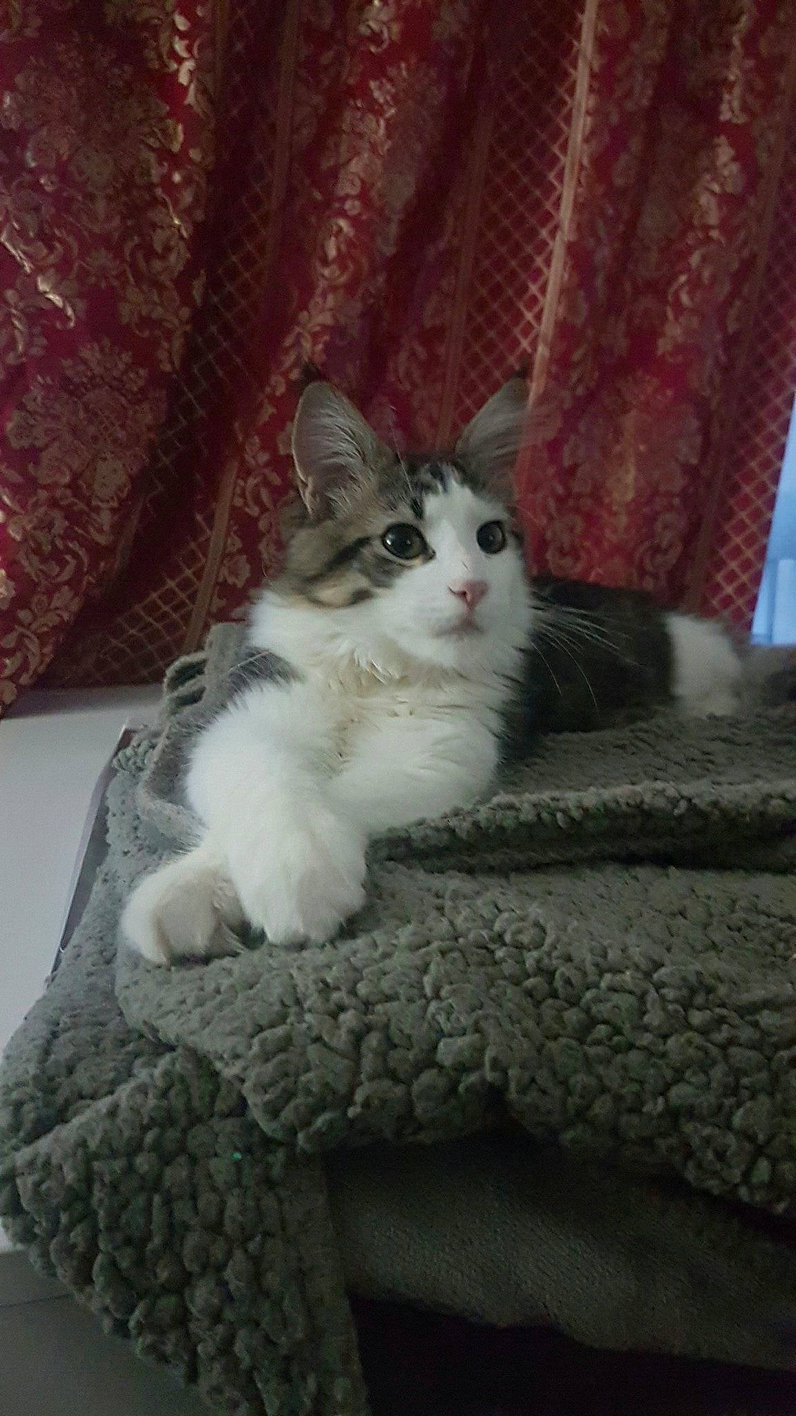 Oden participe au concours pour gagner de l'argent avec cette photo : carnivore, cat, comfort, curtain, domestic_short_haired_cat, felidae, flooring, fur, grey, paw, sitting, small_to_medium_sized_cats, snout, tail, whiskers, wood