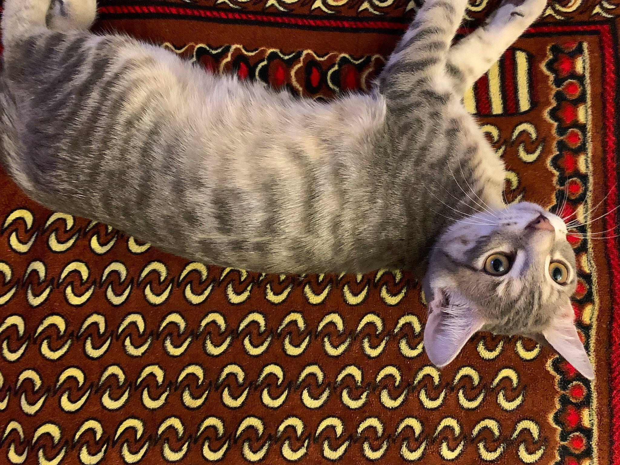 Chopper participe au concours pour gagner de l'argent avec cette photo : art, carnivore, cat, creative_arts, domestic_short_haired_cat, felidae, font, fur, grey, linens, pattern, rectangle, small_to_medium_sized_cats, tail, textile, thread, visual_arts, whiskers, wood, woven_fabric