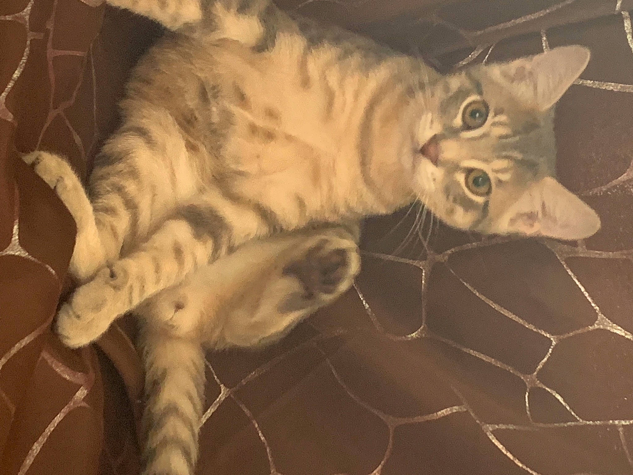 Chopper participe au concours pour gagner de l'argent avec cette photo : art, carnivore, cat, claw, darkness, domestic_short_haired_cat, fawn, felidae, fur, jaw, night, paw, sculpture, small_to_medium_sized_cats, snout, tail, terrestrial_animal, whiskers, wildlife, wood