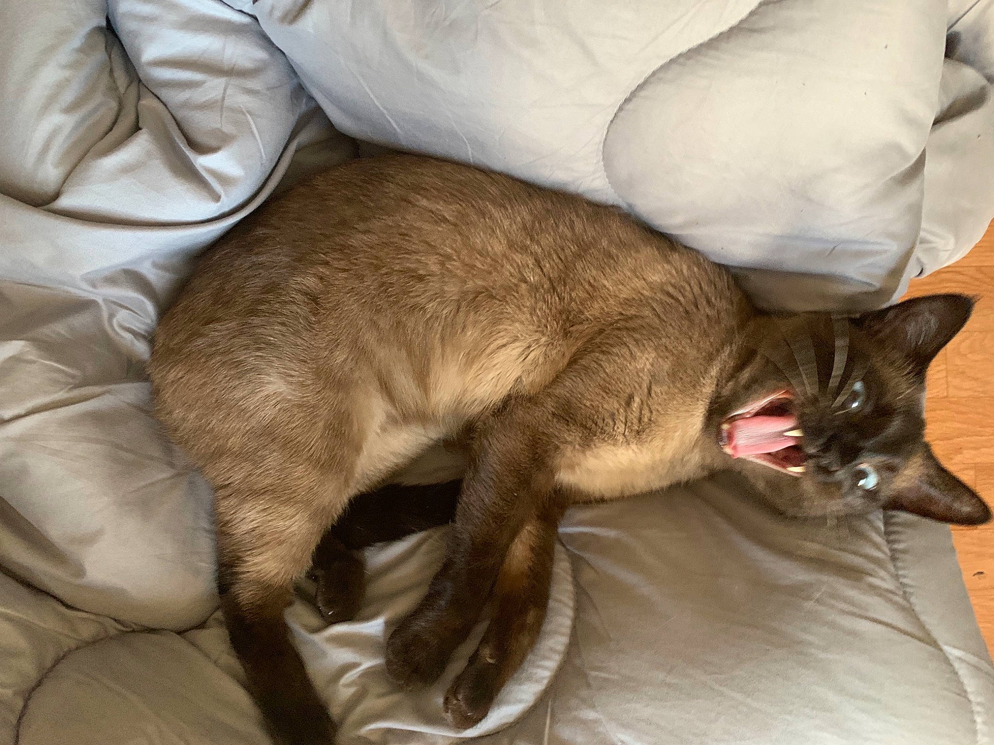 Pitou participe au concours pour gagner de l'argent avec cette photo : black_cat, canidae, carnivore, cat, claw, comfort, dog_breed, domestic_short_haired_cat, ear, fawn, felidae, fur, havana_brown, liver, nap, small_to_medium_sized_cats, tail, thai, whiskers