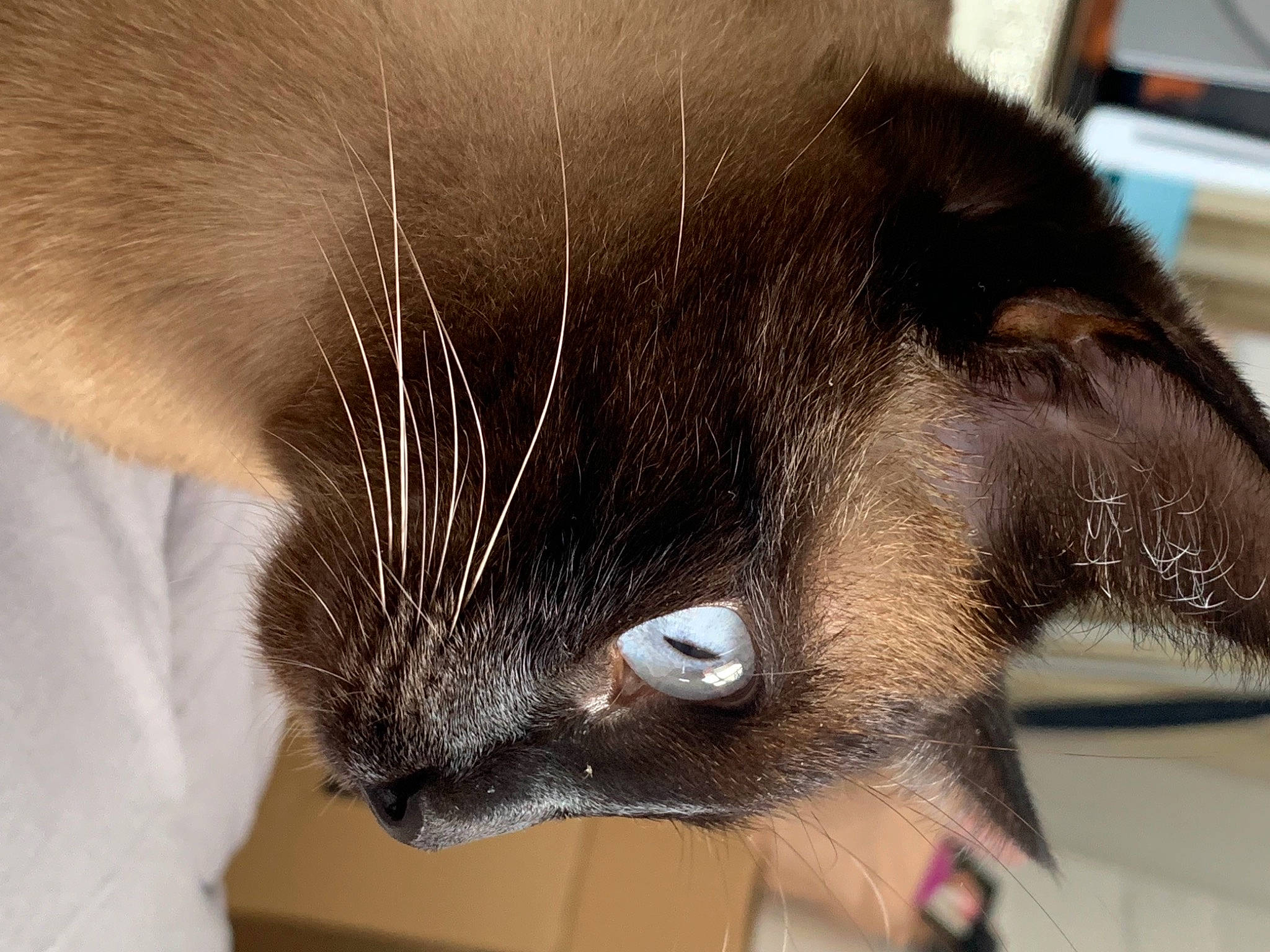 Pitou a rejoint le concours — aidez-le/la à gagner de superbes lots ! black_cat, carnivore, cat, claw, close_up, domestic_short_haired_cat, ear, eye, felidae, fur, havana_brown, head, human_body, iris, small_to_medium_sized_cats, snout, tail, terrestrial_animal, thai, whiskers