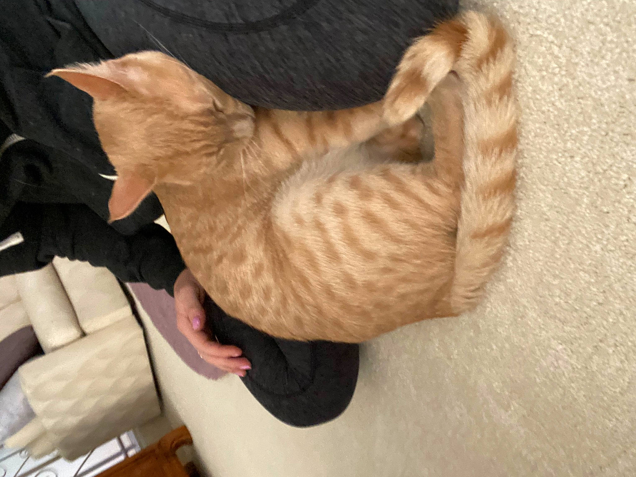 Leo joined the competition — help win amazing prizes! carnivore, cat, cat_bed, cat_supply, cat_toy, claw, comfort, domestic_short_haired_cat, fawn, felidae, flooring, fur, hardwood, paw, small_to_medium_sized_cats, tail, tree, whiskers, wood, wool