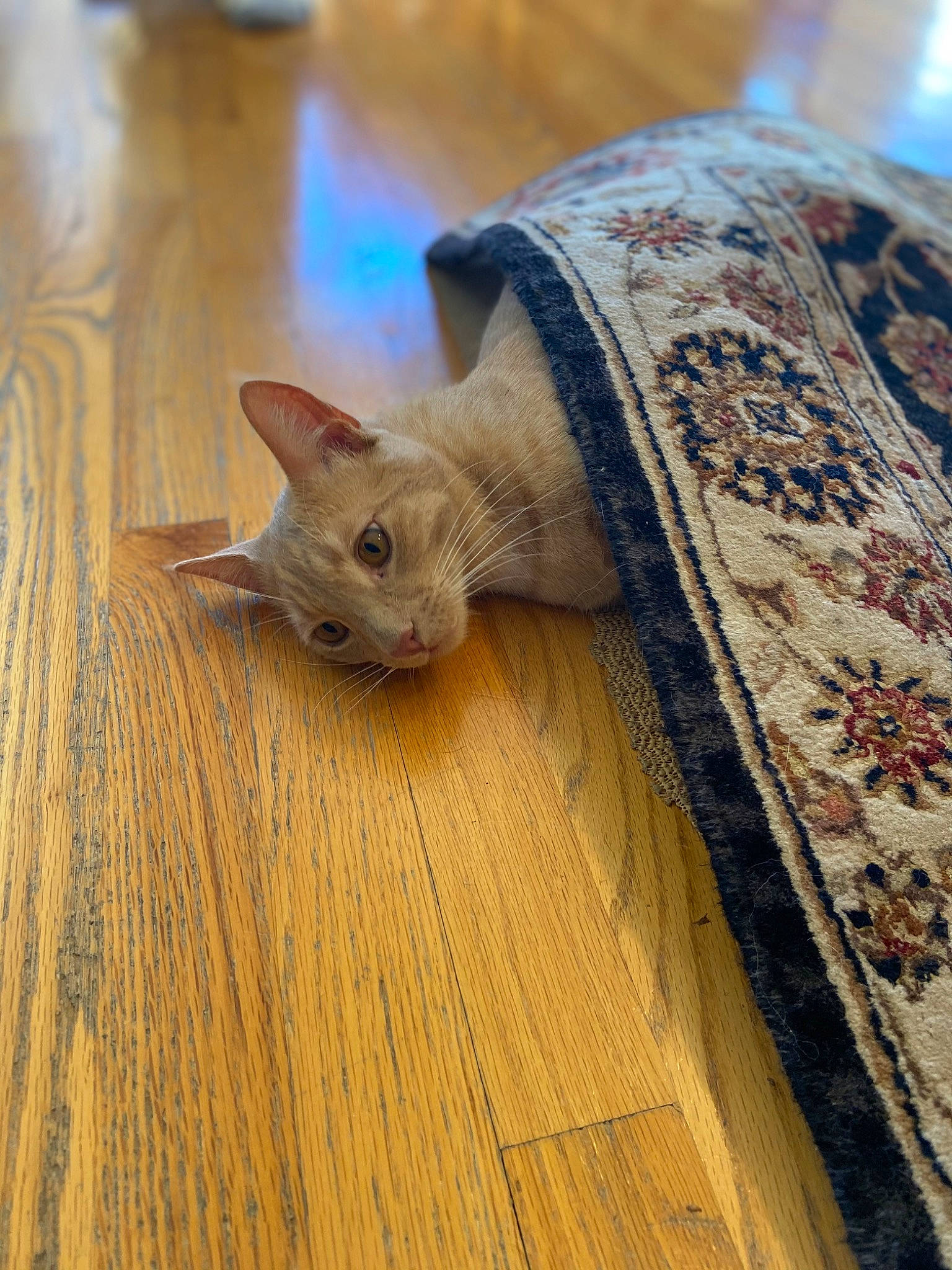 Leo joined the competition — help win amazing prizes! carnivore, cat, domestic_short_haired_cat, fawn, felidae, flooring, fur, hardwood, laminate_flooring, pattern, plank, plywood, small_to_medium_sized_cats, snout, tail, varnish, whiskers, wood, wood_flooring, wood_stain