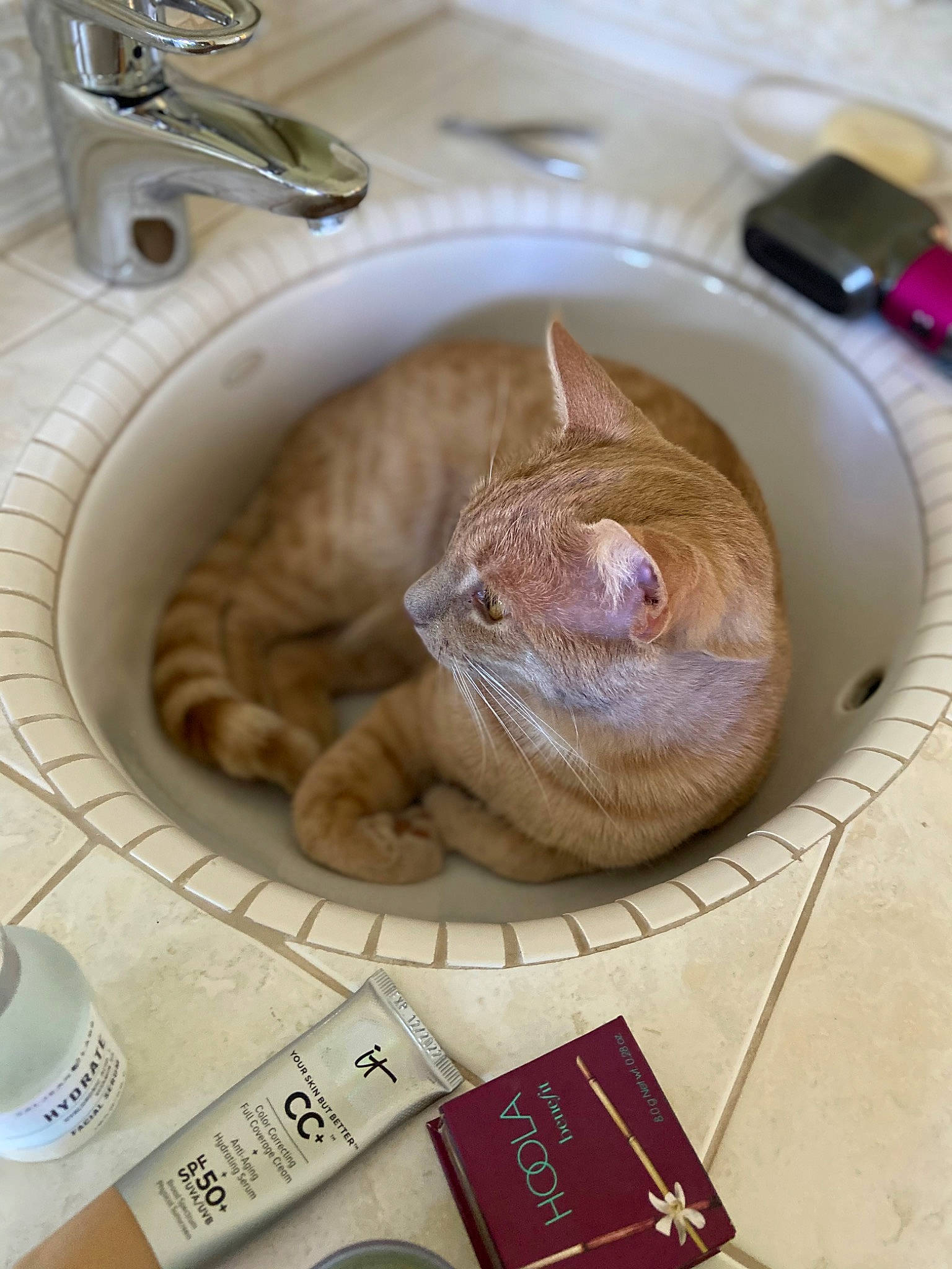 Leo joined the competition — help win amazing prizes! bathroom, bathroom_sink, carnivore, cat, ceramic, comfort, domestic_short_haired_cat, felidae, flooring, fur, plumbing, plumbing_fitting, plumbing_fixture, room, serveware, sink, small_to_medium_sized_cats, tail, tap, whiskers