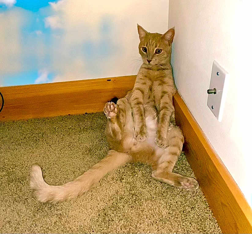Leo