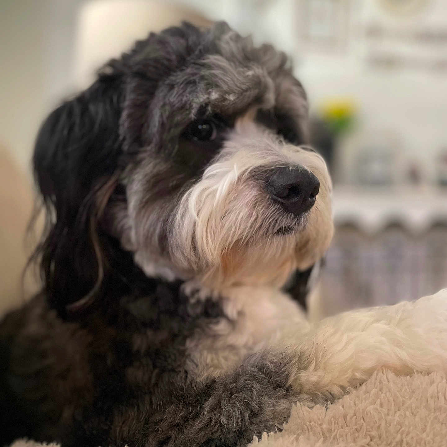 Griffin is registered to the contest to win money with this photo: animal, canine, cockerspaniel, couch, dog, furniture, hound, pet, poodle, puppy, snout, terrier, whitedog