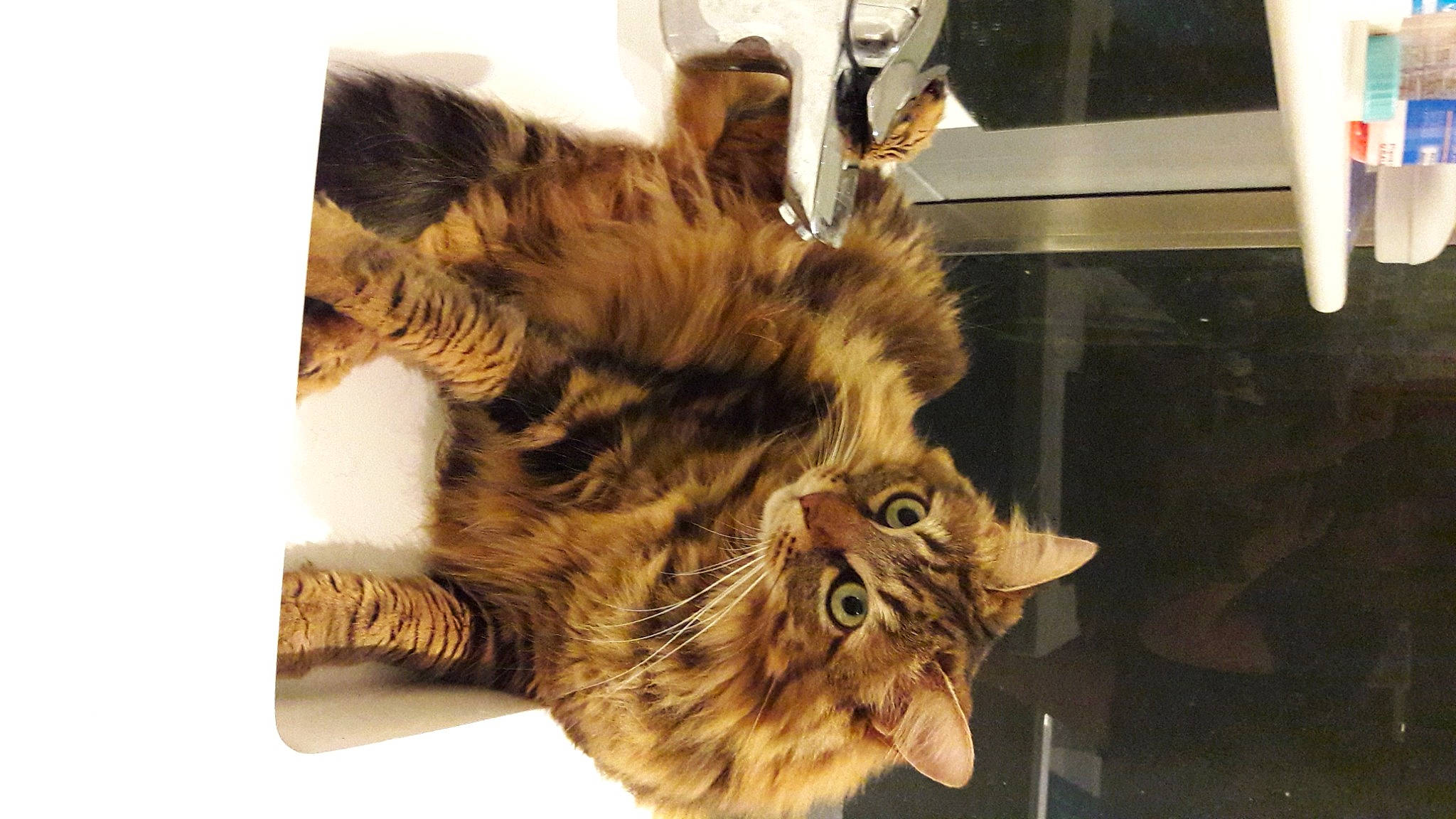 Kiara a rejoint le concours — aidez-le/la à gagner de superbes lots ! bed, carnivore, cat, claw, comfort, domestic_short_haired_cat, fawn, felidae, fur, maine_coon, paw, small_to_medium_sized_cats, snout, tail, terrestrial_animal, whiskers, wildlife, wood