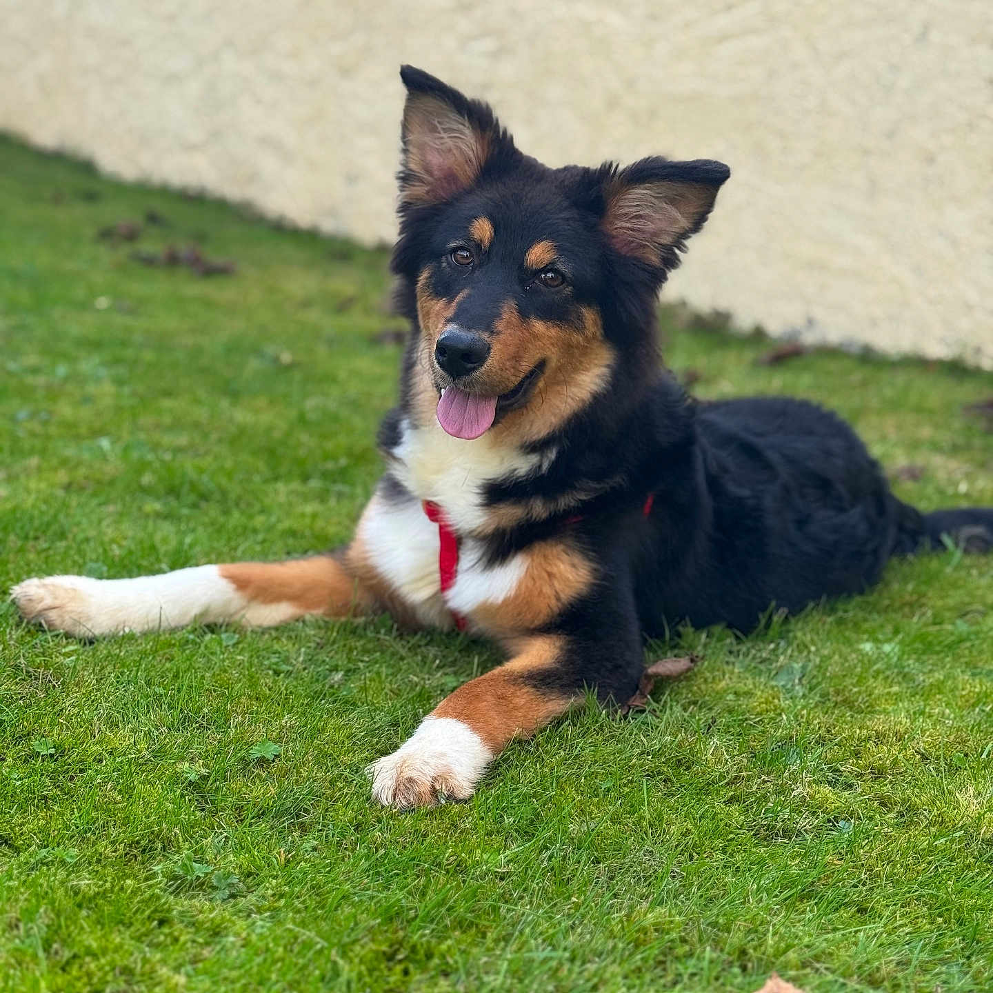 Kena participe au concours pour gagner de l'argent avec cette photo : accessories, animal, ball, canine, dog, field, germanshepherd, grass, grassland, husky, lawn, nature, outdoors, pet, plant, puppy, sport, strap, tennis, tennisball