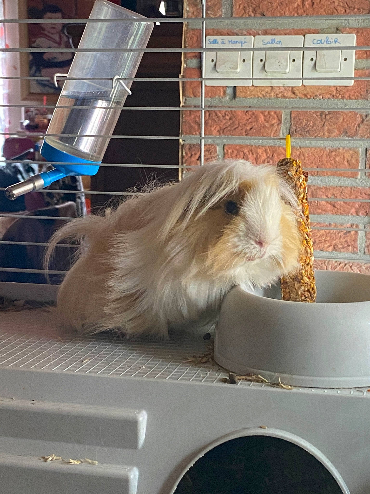 Caramel a rejoint le concours — aidez-le/la à gagner de superbes lots ! canidae, carnivore, cat, fawn, felidae, small_to_medium_sized_cats, whiskers