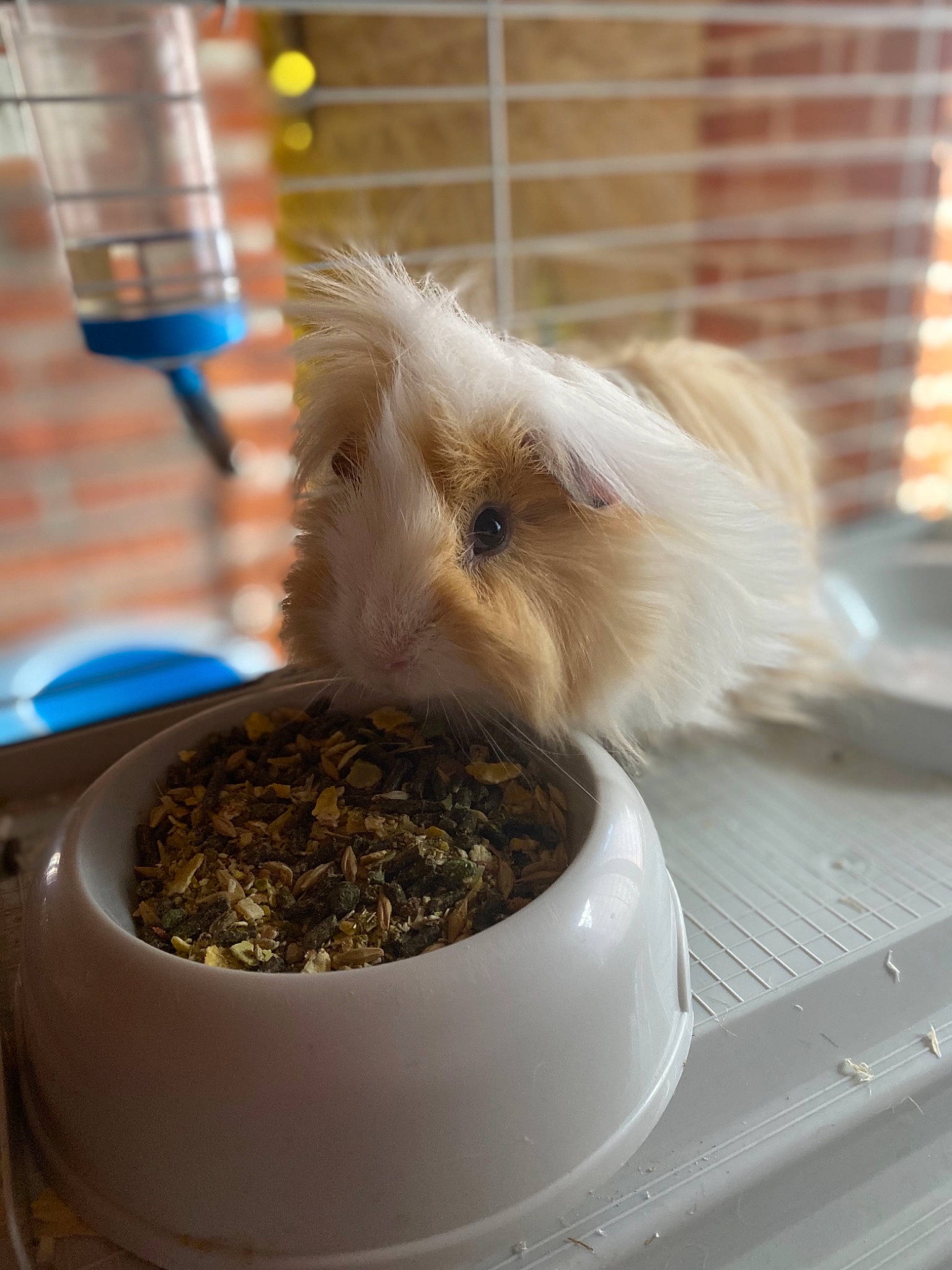 Caramel participe au concours pour gagner de l'argent avec cette photo : angora_rabbit, fawn, rabbit, rabbits_and_hares, rodent