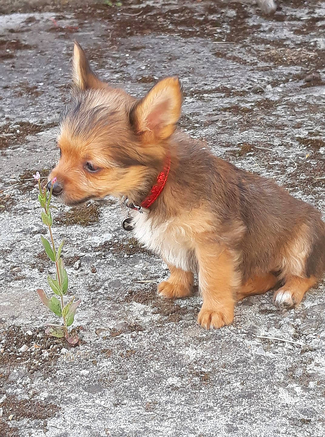 Ollie a rejoint le concours — aidez-le/la à gagner de superbes lots ! australian_terrier, cairn_terrier, canidae, carnivore, chihuahua, companion_dog, dog, dog_breed, fawn, mammal, norwich_terrier, portuguese_podengo, puppy, rare_breed_dog, small_terrier, snout, terrier, vertebrate, yorkipoo