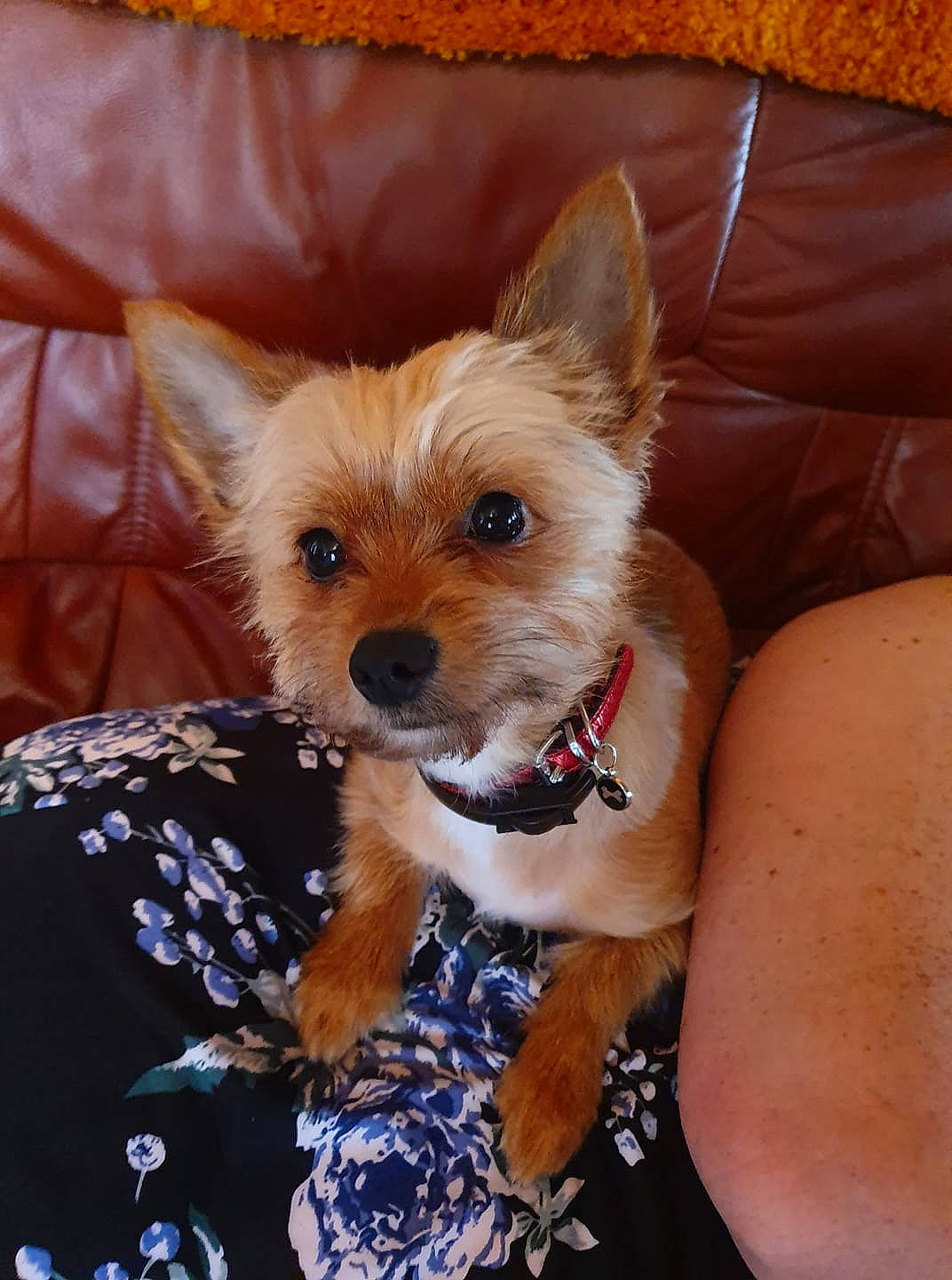 Ollie participe au concours pour gagner de l'argent avec cette photo : australian_silky_terrier, australian_terrier, cairn_terrier, canidae, carnivore, companion_dog, dog, dog_breed, mammal, morkie, norwich_terrier, portuguese_podengo, puppy, rare_breed_dog, small_terrier, snout, terrier, toy_dog, vertebrate, yorkshire_terrier