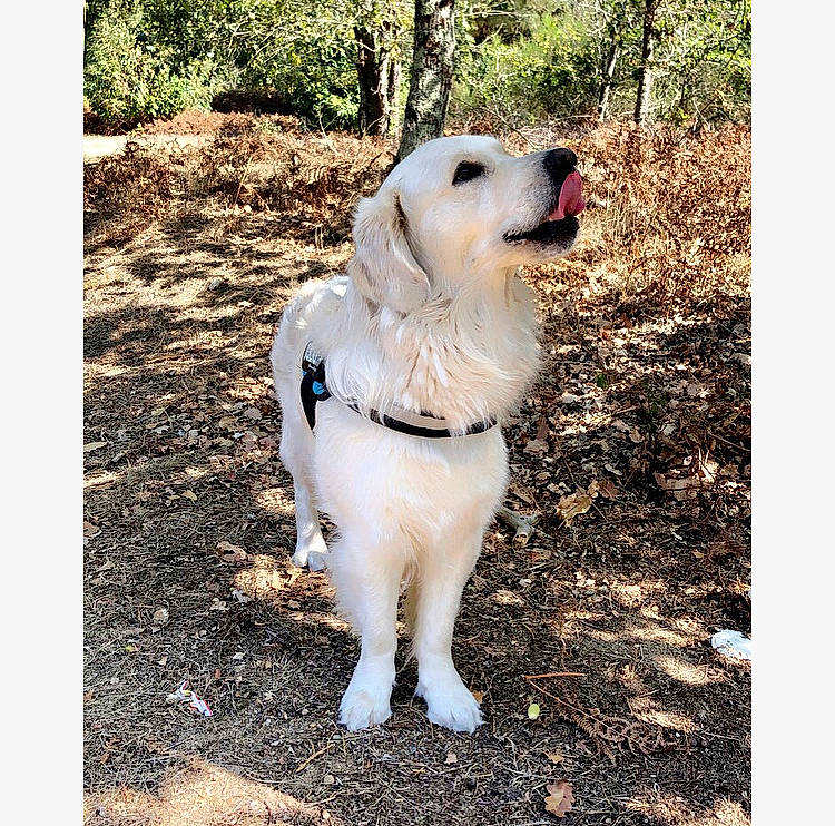 Pagaille participe au concours pour gagner de l'argent avec cette photo : akbash_dog, canidae, carnivore, companion_dog, dog, dog_breed, fawn, golden_retriever, great_pyrenees, labrador_retriever, mammal, maremma_sheepdog, puppy, retriever, sporting_group, vertebrate, working_dog