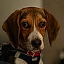 Oliver joined the competition — help win amazing prizes! animal, beagle, black_harness, brown, closeup, companion, cute, dog, domestic_animal, ears, eyes, face, indoor, looking, mammal, nose, pet, portrait, red_collar, white