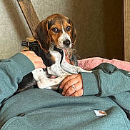 Oliver is registered to the contest to win money with this photo: beagle, bed, blanket, comfort, curious, cute, dog, domestic_animal, green_clothing, hands, indoor, person, pet, puppy, resting, ring, small_dog, sweatshirt, wall, wooden_beam