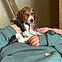 beagle, bed, blanket, comfort, curious, cute, dog, domestic_animal, green_clothing, hands, indoor, person, pet, puppy, resting, ring, small_dog, sweatshirt, wall, wooden_beam
