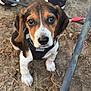 Oliver is registered to the contest to win money with this photo: animal, beagle, black, black_sneakers, brown, closeup, curious, dirt, dog, ears, harness, looking_up, metal_bars, nose, outdoor, paws, pet, puppy, white, young_dog