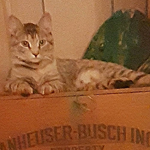 Javalina joined the competition — help win amazing prizes! box, carnivore, cat, domestic_short_haired_cat, fawn, felidae, font, fur, illustration, pattern, paw, photo_caption, rectangle, sitting, small_to_medium_sized_cats, snout, tail, terrestrial_animal, whiskers, wildlife