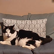 Zorro a rejoint le concours — aidez-le/la à gagner de superbes lots ! cat, black_and_white_cat, cushion, chair, indoor, pet, relaxed, feline, animal, patterned_pillow, home, cozy, fur, seated, resting, domestic_animal, mammal, cute, whiskers, ears