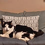 cat, black_and_white_cat, cushion, chair, indoor, pet, relaxed, feline, animal, patterned_pillow, home, cozy, fur, seated, resting, domestic_animal, mammal, cute, whiskers, ears