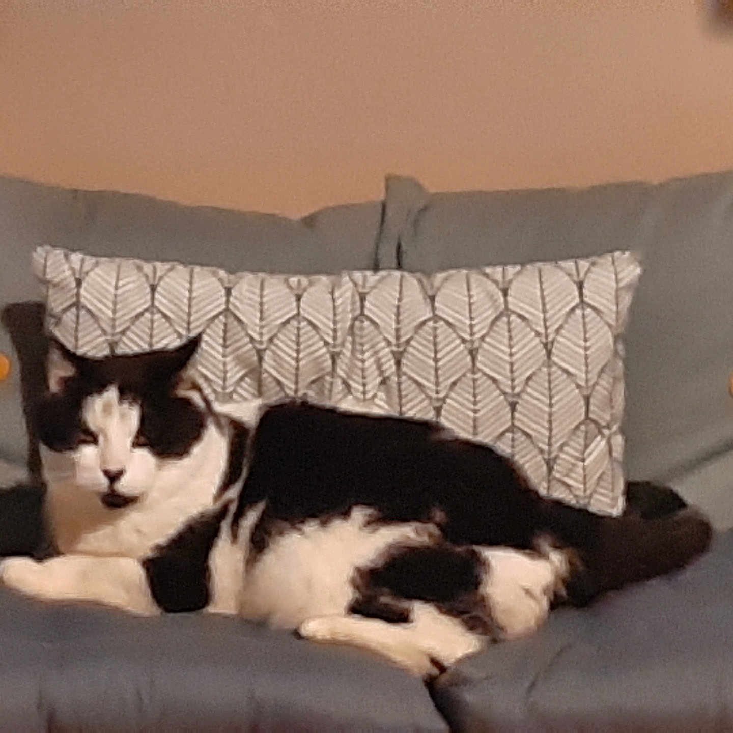 Zorro a rejoint le concours — aidez-le/la à gagner de superbes lots ! animal, black_and_white_cat, cat, chair, cozy, cushion, cute, domestic_animal, ears, feline, fur, home, indoor, mammal, patterned_pillow, pet, relaxed, resting, seated, whiskers