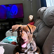 Chopper joined the competition — help win amazing prizes! dog, puppy, couch, living_room, sunlight, tongue_out, pet, brown_dog, white_paw, child, toddler, television, lamp, curtains, home, indoor, relaxing, happy, furniture, collar