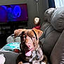 dog, puppy, couch, living_room, sunlight, tongue_out, pet, brown_dog, white_paw, child, toddler, television, lamp, curtains, home, indoor, relaxing, happy, furniture, collar