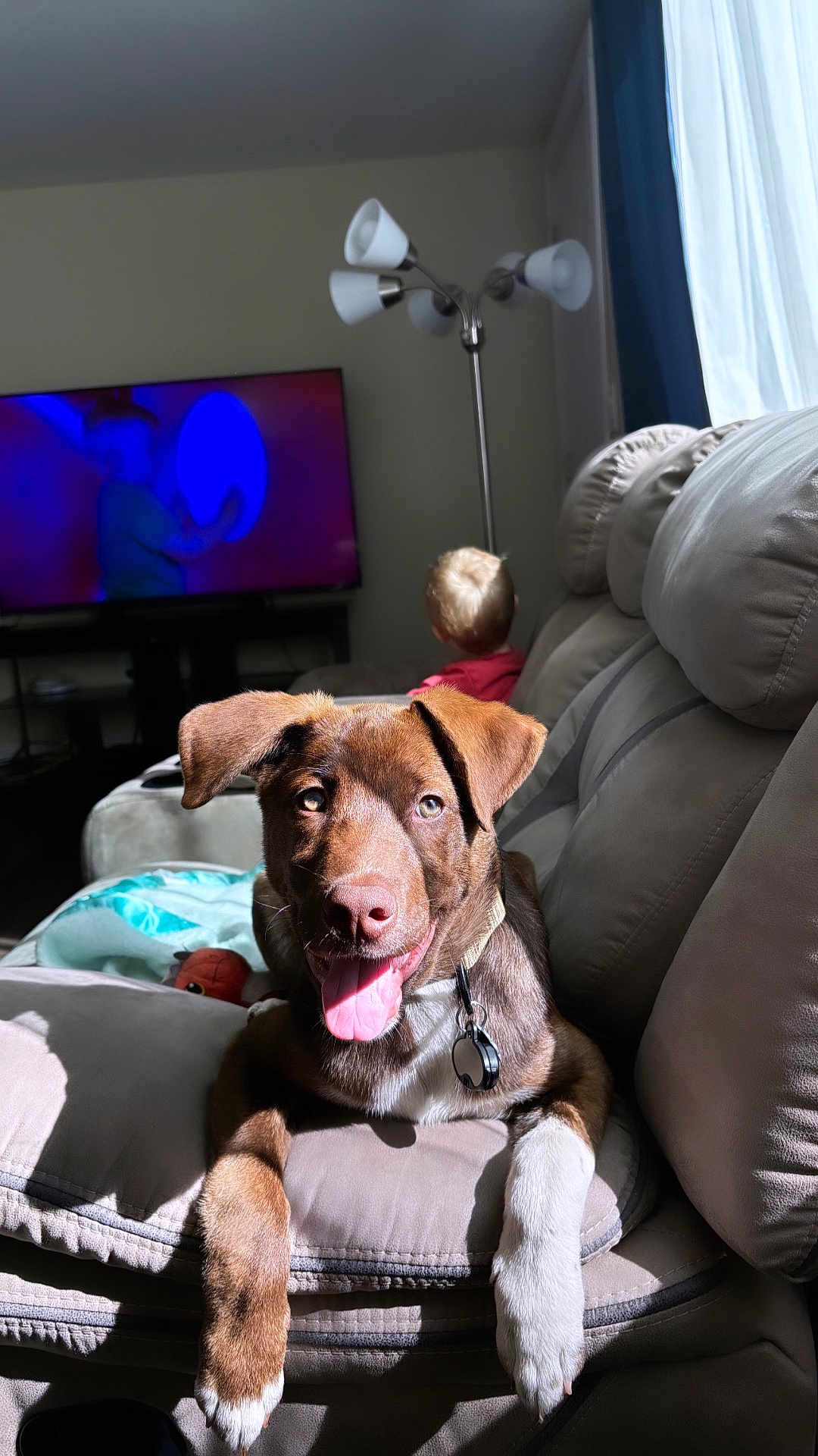 Chopper joined the competition — help win amazing prizes! dog, puppy, couch, living_room, sunlight, tongue_out, pet, brown_dog, white_paw, child, toddler, television, lamp, curtains, home, indoor, relaxing, happy, furniture, collar