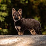 Moon a rejoint le concours — aidez-le/la à gagner de superbes lots ! dog, puppy, german_shepherd, canine, animal, portrait, outdoor, forest, woodland, nature, standing, alert, ears, brown_fur, black_fur, tan_markings, bokeh, sunlight, wooden_barrier, photography