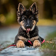 Moon participe au concours pour gagner de l'argent avec cette photo : dog, puppy, german_shepherd, animal, pet, black_and_tan, fluffy, ears, tongue, collar, leash, outdoors, nature, grass, rock, portrait, close_up, bokeh, sitting, happy