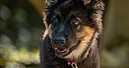 Moon a rejoint le concours — aidez-le/la à gagner de superbes lots ! dog, puppy, german_shepherd, canine, pet, animal, portrait, close_up, fluffy, black_and_tan, large_ears, brown_eyes, open_mouth, collar, leash, pink_leash, outdoors, woodland, bokeh, photography