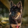 dog, puppy, german_shepherd, canine, pet, animal, portrait, close_up, fluffy, black_and_tan, large_ears, brown_eyes, open_mouth, collar, leash, pink_leash, outdoors, woodland, bokeh, photography